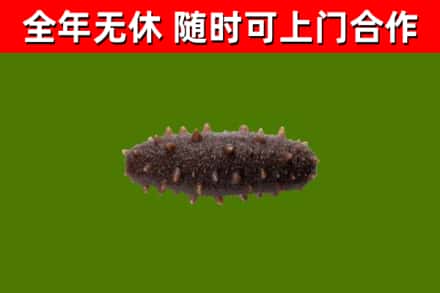 方山烟酒回收干海参.jpg